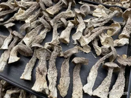 我国最好吃的五大蘑菇,你吃过几个,第一二名以鹿茸和珍珠命名 6 我国最好吃的五大蘑菇,你吃过几个,第一二名以鹿茸和珍珠命名 6